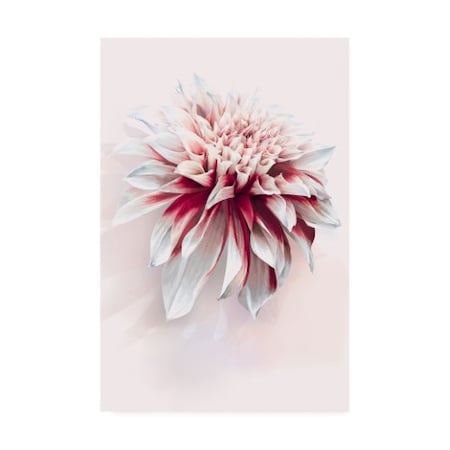 Incado 'Water Dahlia' Canvas Art,22x32